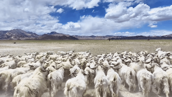 杠杆炒股哪个平台好 “高冷”经济看发展｜海拔4500米，白绒山羊“热”了